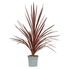 Cordyline australis 'Red Star'