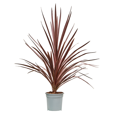 Растение горшечное Кордилина/Cordyline australis 'Red Star'