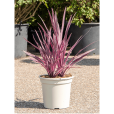Cordyline australis 'Pink Passion’