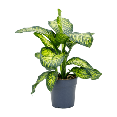 Dieffenbachia seguine 'Maroba'