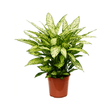 Dieffenbachia 'Vesuvius'