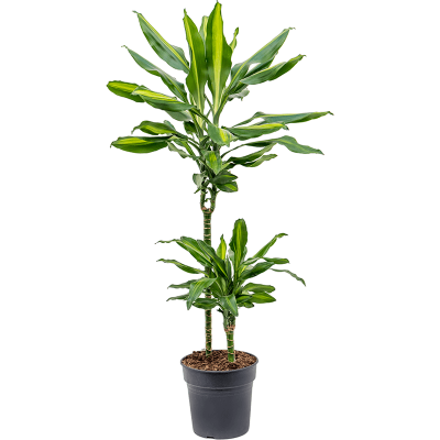 Растение горшечное Драцена/Dracaena fragrans 'Cintho''