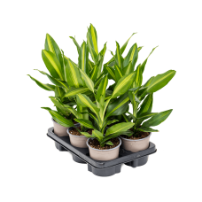 Dracaena fragrans 'Cintho' 6/tray
