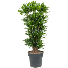 Dracaena fragrans 'Compacta'