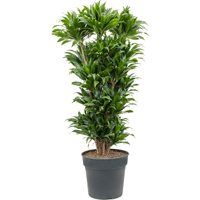 Растение горшечное Драцена/Dracaena compacta