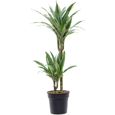 Dracaena deremensis 'Warneckei'