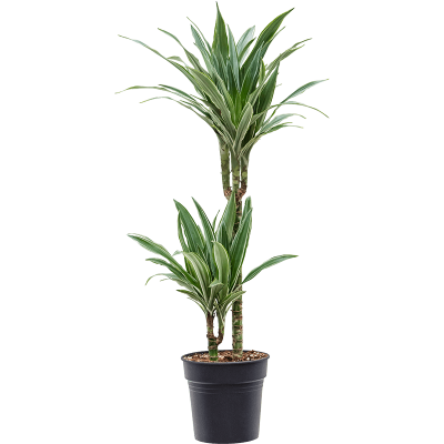 Растение горшечное Горшечные/Dracaena deremensis 'Warneckei'