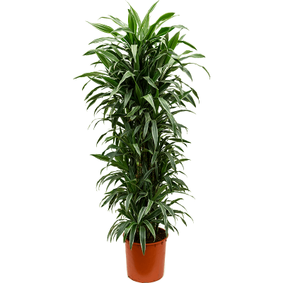 Растение горшечное Драцена/Dracaena deremensis 'Warneckei'