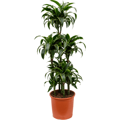 Растение горшечное Драцена/Dracaena dorado