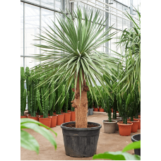 Dracaena draco
