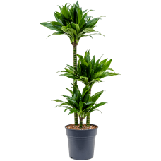 Dracaena fragrans 'Green Jewel'