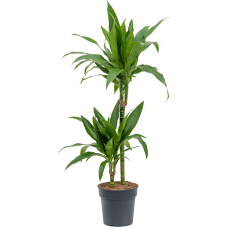 Dracaena fragrans 'Janet Craig'