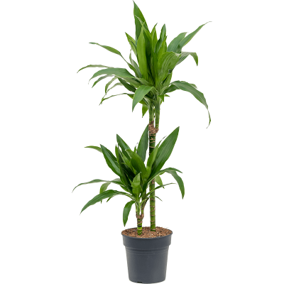 Растение горшечное Драцена/Dracaena fragrans 'Janet Craig'