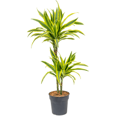 Dracaena fragrans 'Lemon Lime'