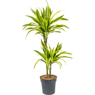 Растение горшечное Драцена/Dracaena fragrans 'Lemon Lime'