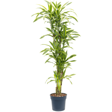 Dracaena fragrans`'Lemon Lime'