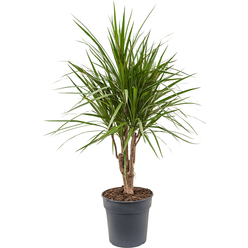 Драцена окаймленная dracaena marginata. Dracaena marginata. Драцена окаймлённая Маргината. Драцена Маргината Грин. Драцена Лемон Маргината.