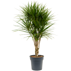 Dracaena marginata