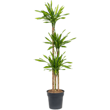 Dracaena fragrans 'Riki'