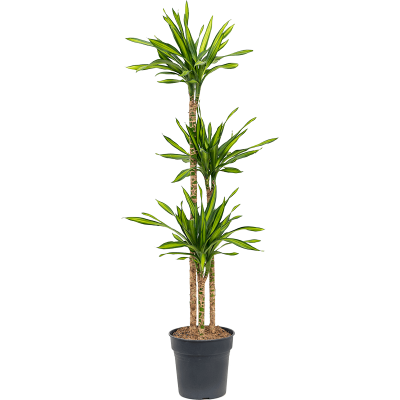 Растение горшечное Драцена/Dracaena fragrans 'Riki'