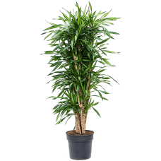 Dracaena fragrans 'Riki'