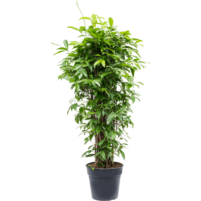 Растение горшечное Драцена/Dracaena surculosa