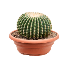 Echinocactus grusonii 'Inermis'