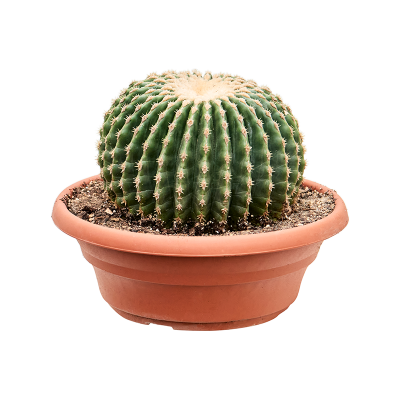 Растение горшечное Эхинокактус/Echinocactus grusonii 'Inermis'