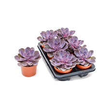 Echeveria 'Purple Pearl' 6/tray