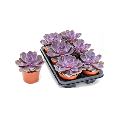Растение горшечное Эчеверия/Echeveria 'Purple Pearl' 6/tray