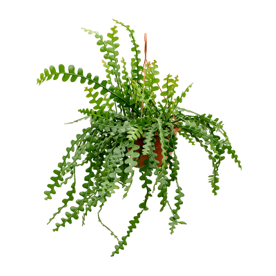 Растение горшечное Эпифиллум/Epiphyllum anguliger