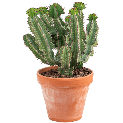 Растение горшечное Молочай/Euphorbia cooperi