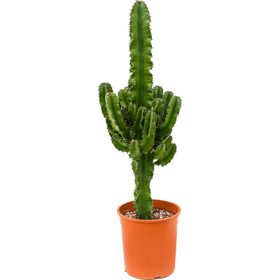 Растение горшечное Молочай/Euphorbia erytrea