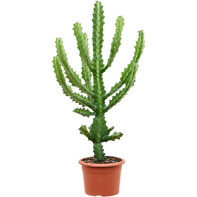 Растение горшечное Молочай/Euphorbia lactea