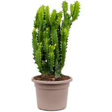 Euphorbia lactea