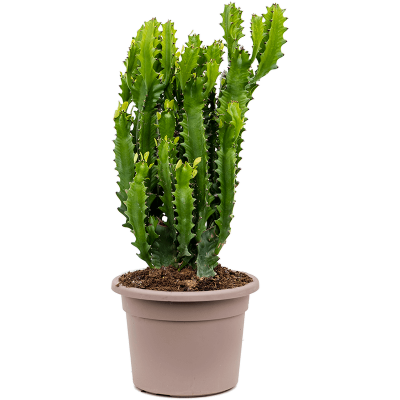 Растение горшечное Молочай/Euphorbia lactea