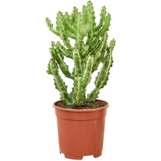 Euphorbia lactea 'Compacta'