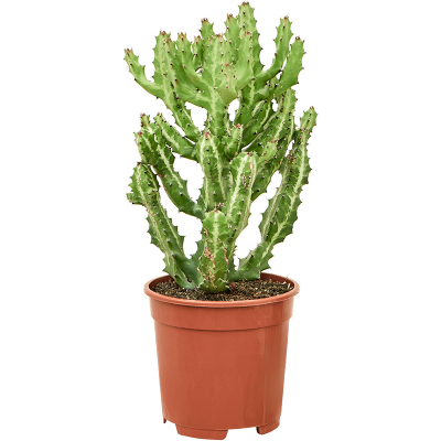 Растение горшечное Молочай/Euphorbia lactea 'Compacta'