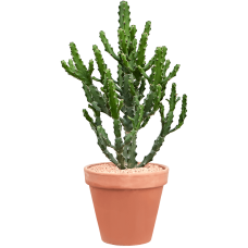 Euphorbia mayuranathanii