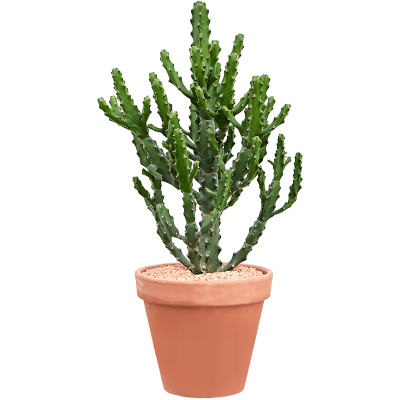 Растение горшечное Молочай/Euphorbia mayuranathanii