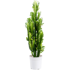 Euphorbia trigona