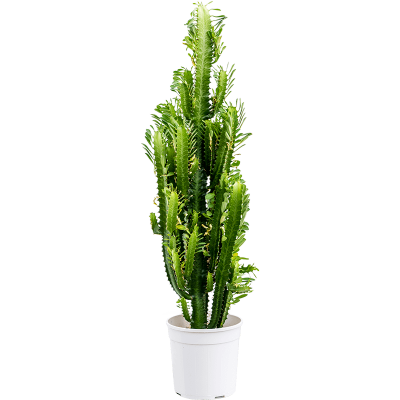 Растение горшечное Молочай/Euphorbia trigona