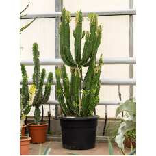 Euphorbia trigona