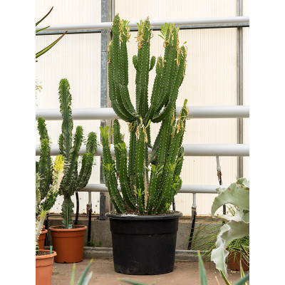 Растение горшечное Молочай/Euphorbia trigona