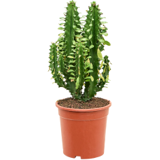 Euphorbia undulatifolia (55-65cm)