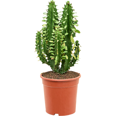 Растение горшечное Молочай/Euphorbia undulatifolia (55-65cm)