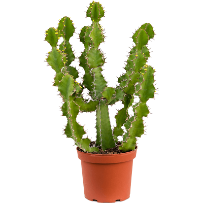 Растение горшечное Молочай/Euphorbia virosa