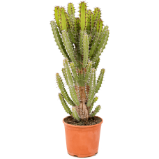 Euphorbia zoutpansbergensis