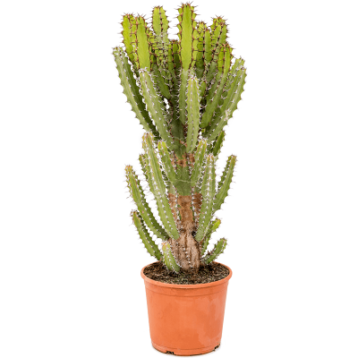 Растение горшечное Молочай/Euphorbia zoutpansbergensis