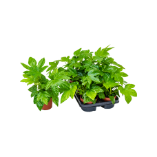 Fatsia japonica 6/tray